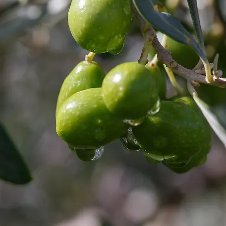Iris With Pool דירה באיה סרדיניה
