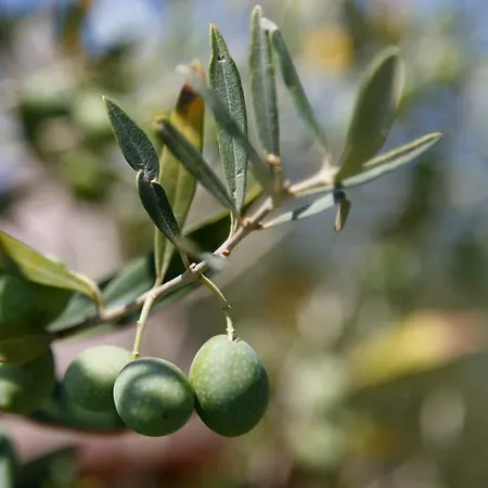 Appartamento Iris With Pool