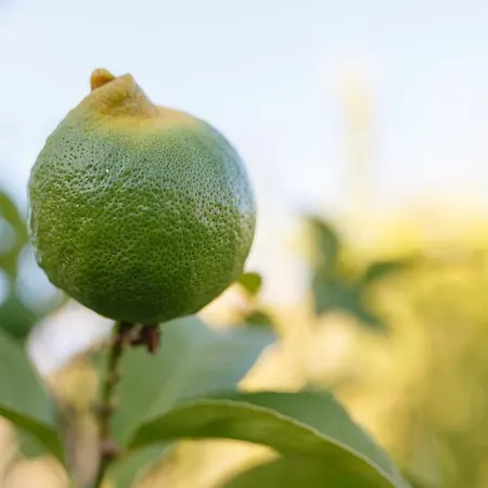 דירה Iris With Pool *