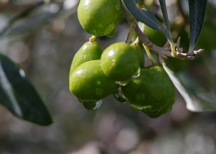 Iris With Pool Apartmán Baia Sardinia