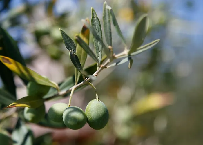Apartmán Iris With Pool