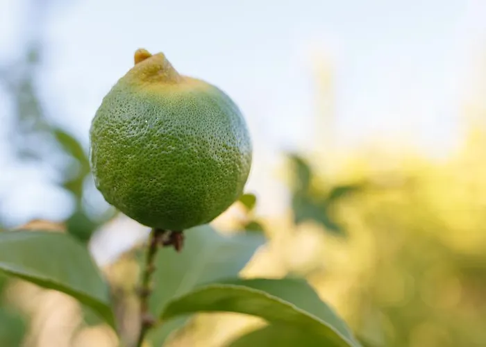 Apartmán Iris With Pool *